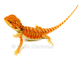 Baardagaam Rood (Pogona vitticeps) v.a. €75,-