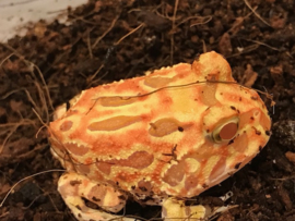 Pacman Strawberry/Apricot (Ceratophrys Cranwelli) v.a. €45,-