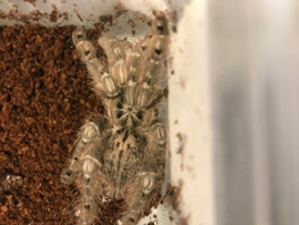 Heteroscodra Maculata v.a. €20,-