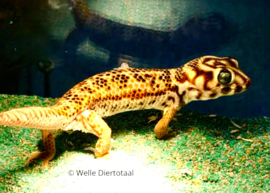 Wondergekko (Teratoscincus scincus) v.a. €50,-