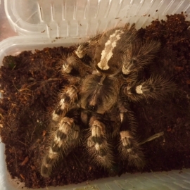 Poecilotheria Tirinawesseli v.a. €40,-