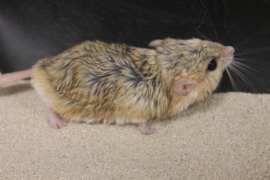 Dikstaartgerbil (Vetstaartgerbil) v.a. €20,-