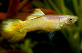 Guppy Man Geel €3,50