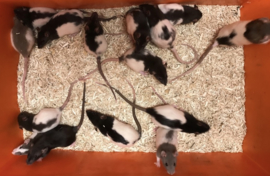 Rat €15-
