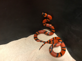 Koningsslang (Lampropeltis Triangulum Hondurensis Tangerine) v.a. €45,-