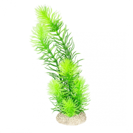 Plant Hornwort L 32cm