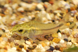 Dwergpantsermeerval / Corydoras Pygmaeus €2,95