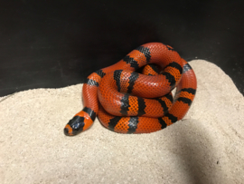 Koningsslang (Lampropeltis Triangulum Hondurensis Tangerine) v.a. €45,-