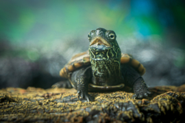 Zaagrugschildpad (Graptemys Pseudogeographica) v.a. €35,-