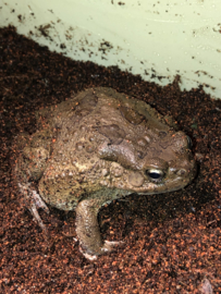 Panterpad (Bufo Regularis) v.a. €15,-