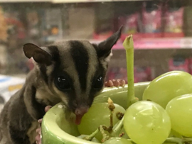 Wildkleur Sugar Glider  / Suikereekhoorn / Petaurus Breviceps v.a. €150,-