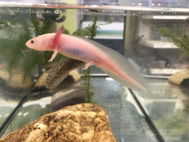 Axolotl / Ambystoma Wit v.a. €15,-