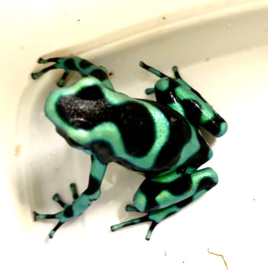 Gouden gifkikker (Dendrobates Auratus 'Bronze') v.a. €40,-