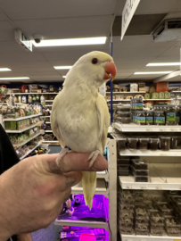 Halsbandparkiet Albino (prijs op aanvraag)
