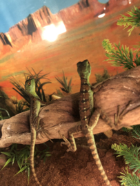 Helmbasilisk (Basiliscus Plumifrons) v.a. €35,-