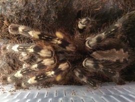 Poecilotheria Fasciata v.a. €40,-