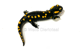 Vuursalamander / Salamandra S. Salamandra 