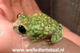 Leptopelis species v.a. €15,-