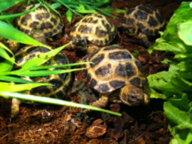 Vierteenlandschildpad (Testudo horsfieldii)