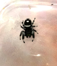 Spingspin / Jumping Spider - Phidippus Regius v.a. €25,-  (vanaf prijs i.v.m. formaat dier)