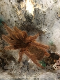 Chilobrachys Andersoni v.a. €25,-