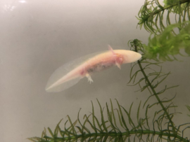 Axolotl / Ambystoma Albino v.a. €15,-
