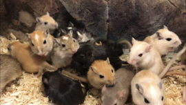 Mongoolse Gerbil (Woestijnrat) €15,-