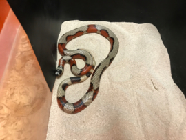 Koningsslang (Lampropeltis Triangulum Stuarti 'Aberant' High White) v.a. €75,-