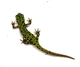 Dwergmarmersalamander / Triturus Pygmaeus €65,-