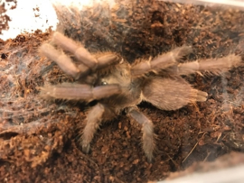 Chilobrachys Huahini (Thaise Vogelspin) v.a. €45,-