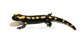 Vuursalamander / Salamandra S. Terrestris €100,-