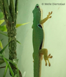 Pauwoogdaggekko | Phelsuma Quadriocellata v.a. €65,-