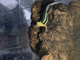 Klemmer's Daggekko | Phelsuma Klemmeri €95,-