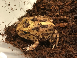 Pacman Bruin (Ceratophrys Cranwelli) v.a. €35,-