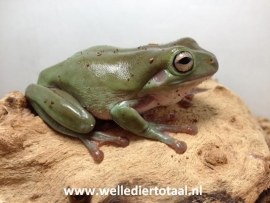 Koraalteenboomkikker (Litoria Caerulea) v.a. €20,-