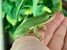 Amerikaanse kleine groene boomkikker (Hyla Cinerea)  v.a. €18,50