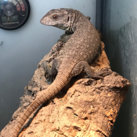 Steppevaraan (Varanus Exanthematicus) v.a. €50,-