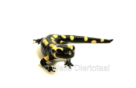 Vuursalamander / Salamandra S. Terrestris v.a. €50,-