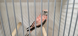 Roze Bourks Parkiet /Neopsephotus bourkii €35,-