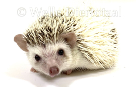 Witbuikegel (Atelerix albiventris) v.a. €150,-