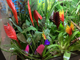 Terrariumplanten vanaf €3,50