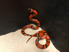 Koningsslang (Lampropeltis Triangulum Hondurensis Tangerine) v.a. €45,-