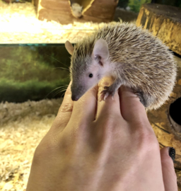 Kleine Tenrec Egel v.a. €100,-