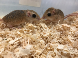 Kleine Egyptische Gerbil (Gerbillus Gerbillus) v.a. €15,-