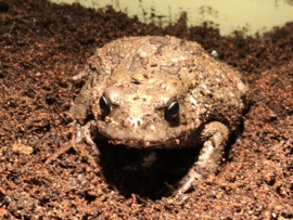 Panterpad (Bufo Regularis) v.a. €15,-