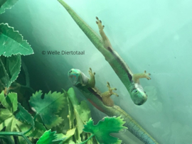 Gestreepte Daggekko | Phelsuma Lineata v.a. €60,-