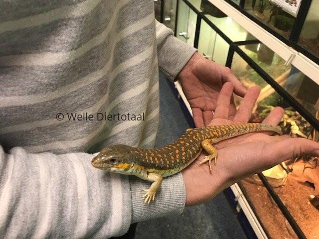 Berberskink (Eumeces schneideri) v.a. €55,- | Hagedissen | welle