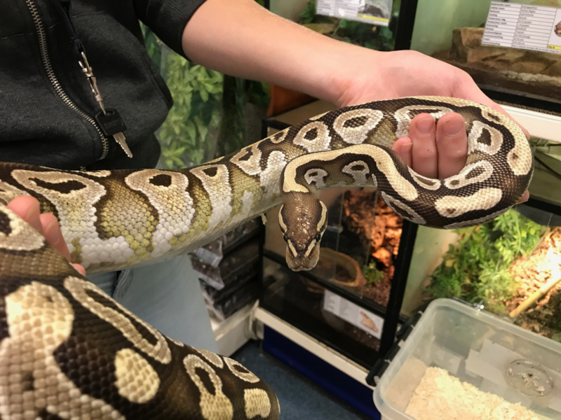 beu Mangel Buigen Koningspython (Python Regius Mojave) | Slangen | welle