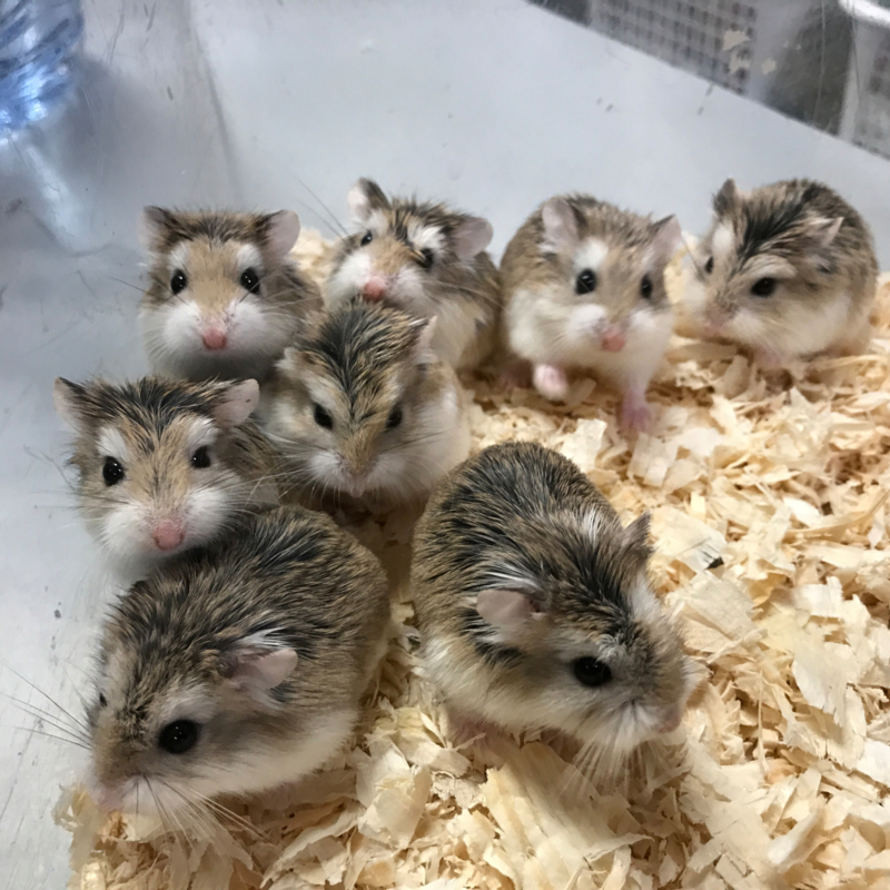 optocht diep Beweging Übersetzen Gurke Bogen dierenwinkel hamster kopen Anfänger Verantwortlicher  für das Sportspiel Blinder Glaube