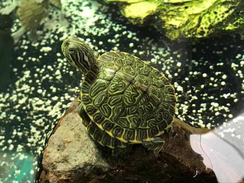 Schildpadden welle